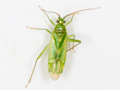 Brachynotocoris puncticornis